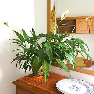 Casa De Amig@s En Santa Cruz De La Palma Appartement